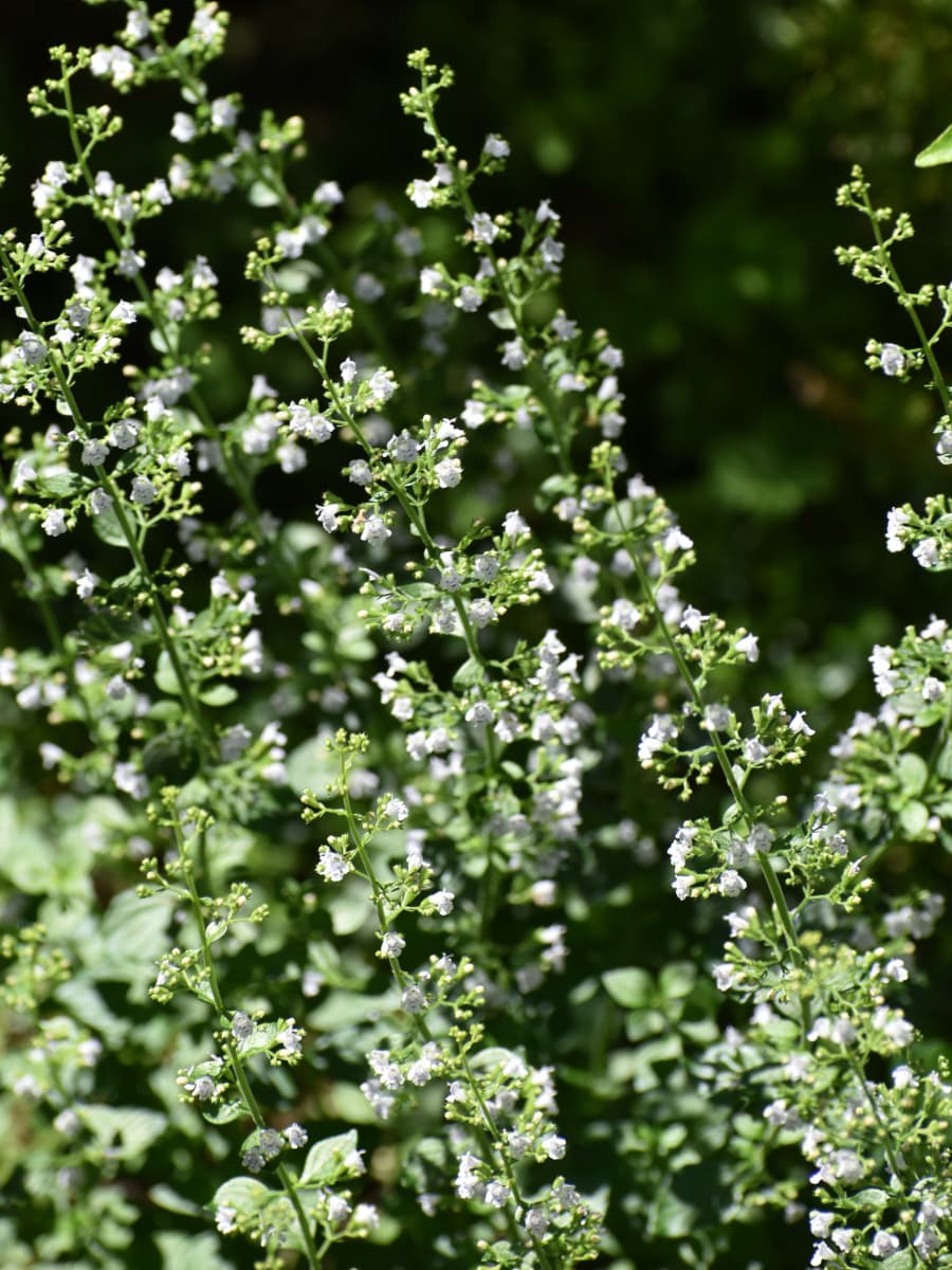 涼やかなカラミンサの立ち姿20200702-3