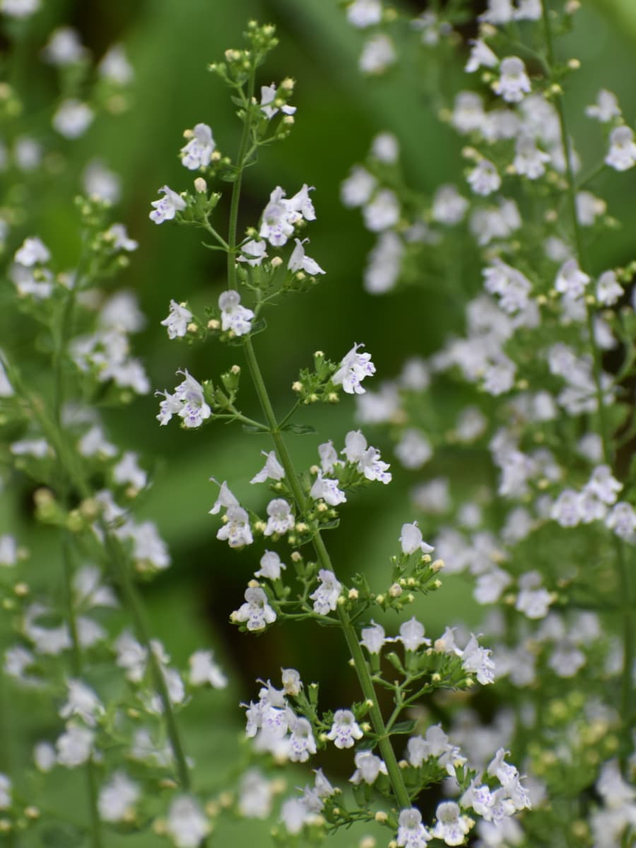 カラミンサの花群20200705-2
