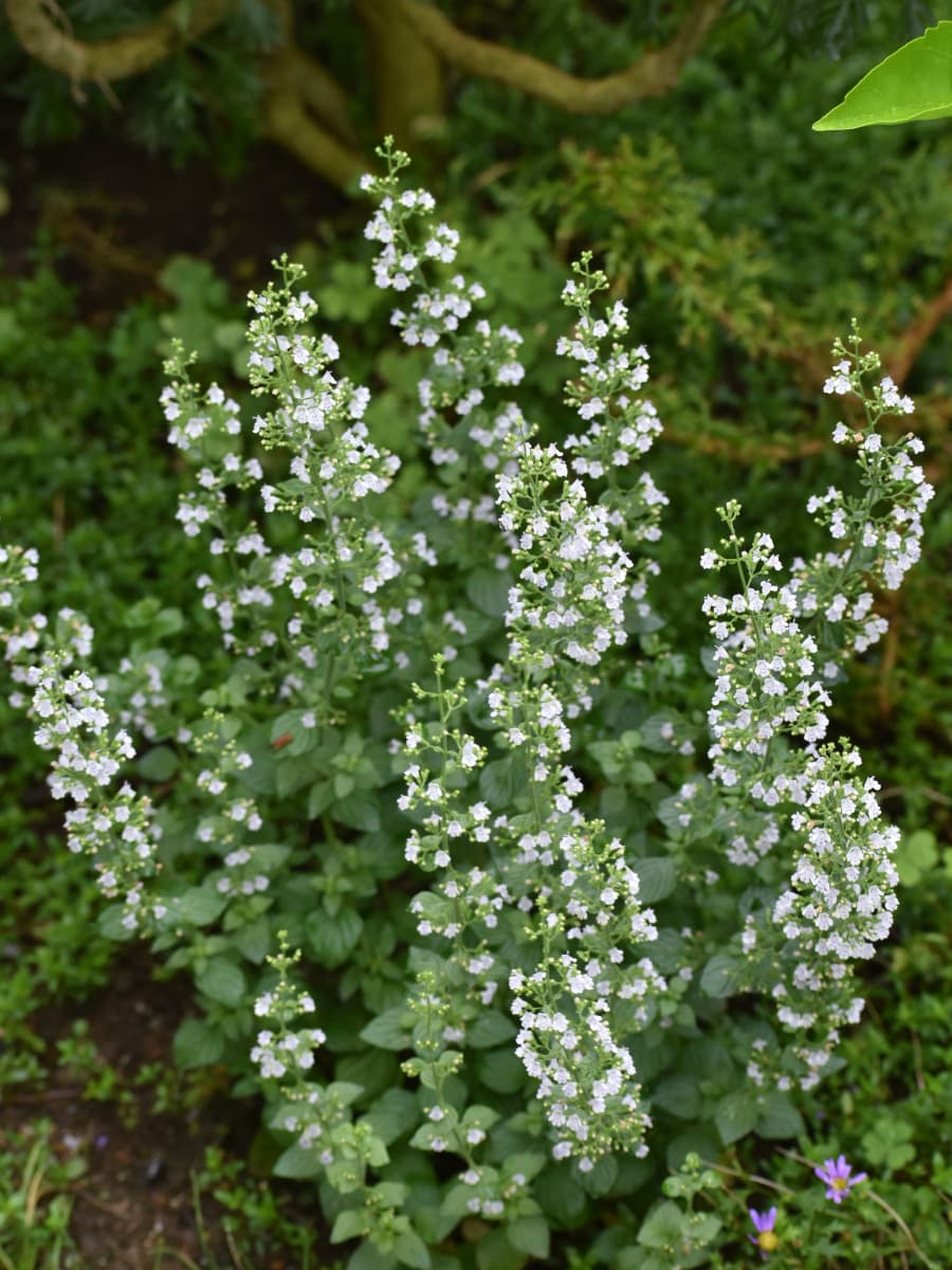 カラミンサの花群20200705