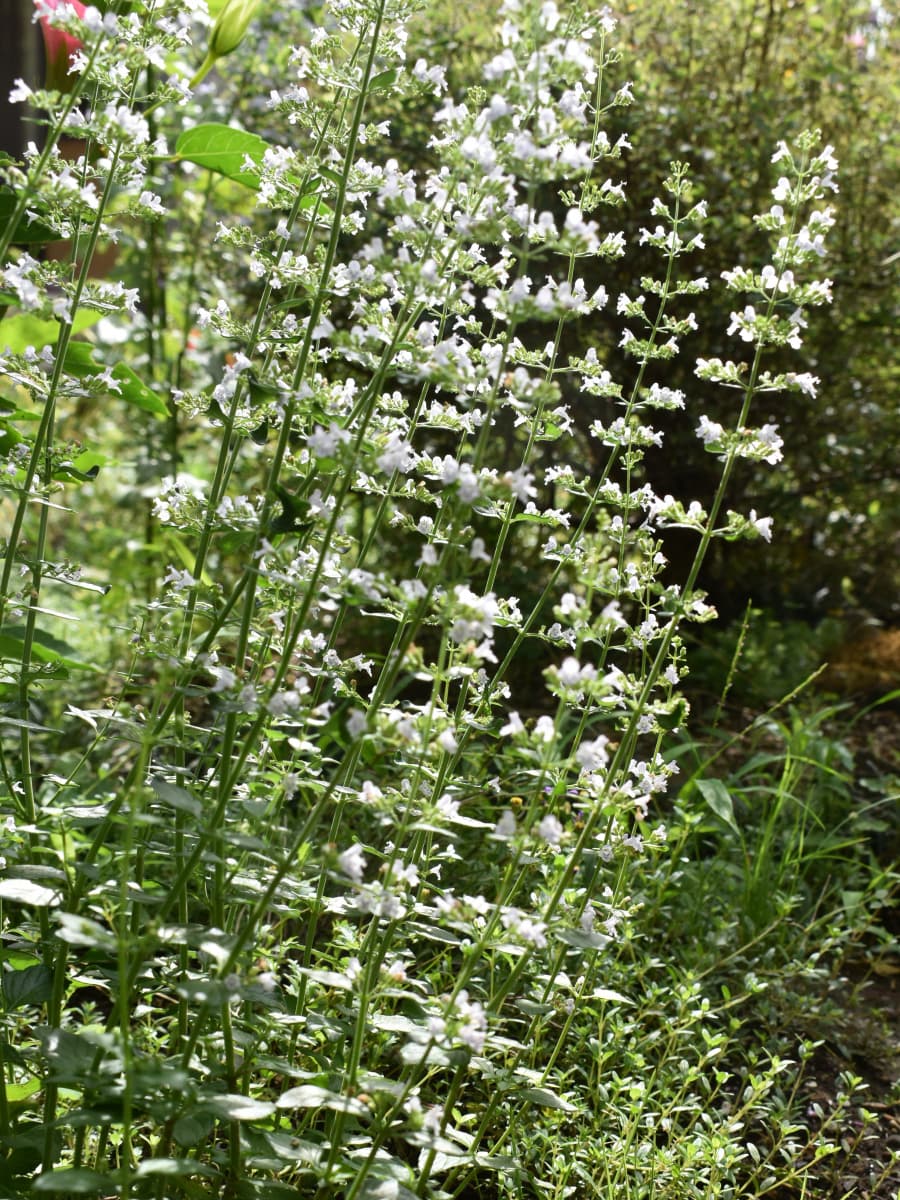 涼やかなカラミンサの立ち姿20200711