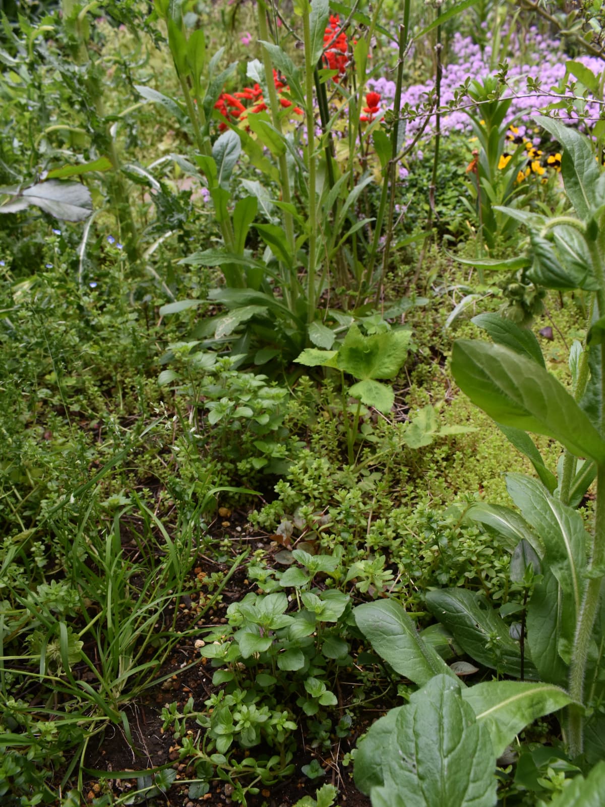 花々に囲まれ芽を出したカラミンサ20210416-1