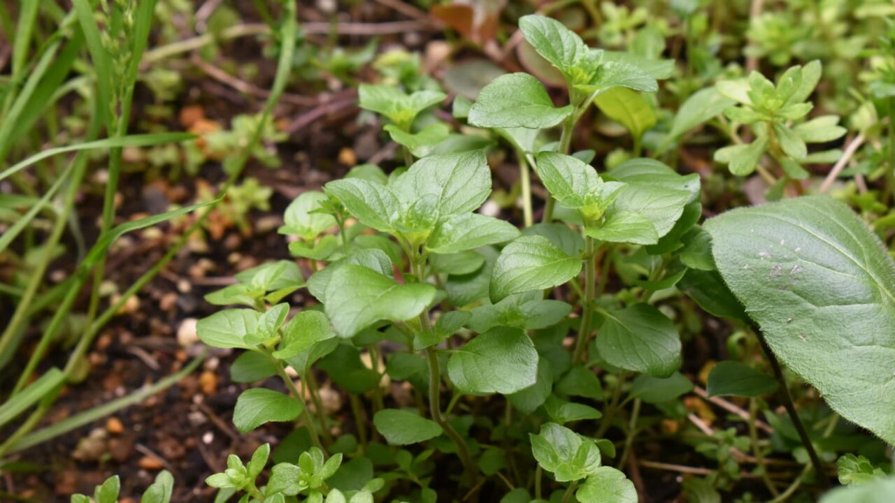 カラミンサ苗20210416-2