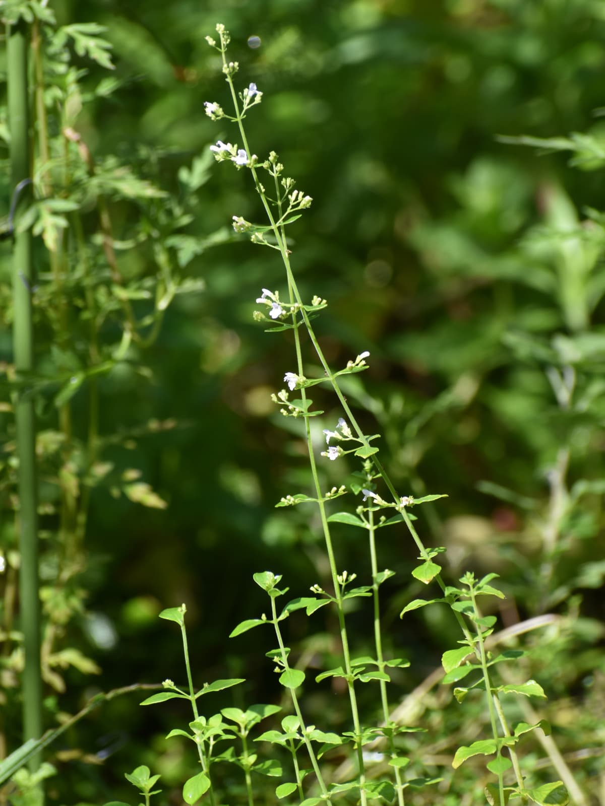 カラミンサ20210715