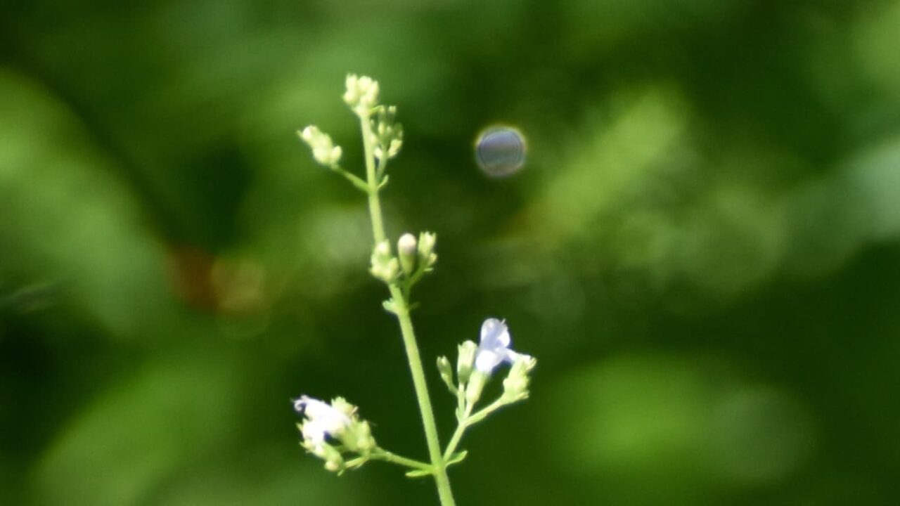 カラミンサとオーブ20210715