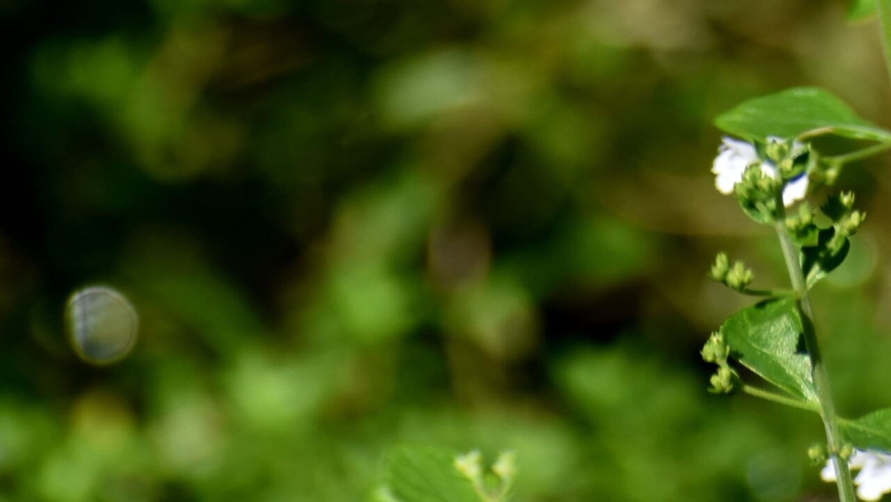 カラミンサとオーブ20210721