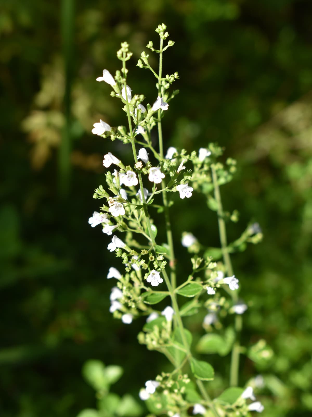 カラミンサ20210725