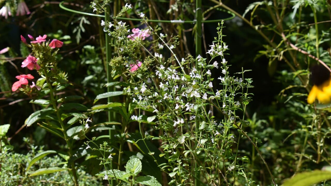 暑い盛りの夏の名残のカラミンサ20210919