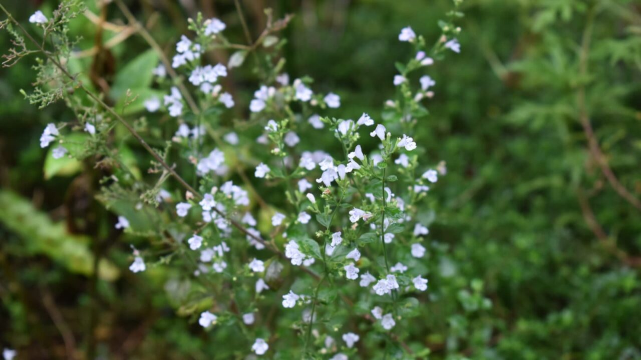 涼やかな秋のカラミンサ20211008