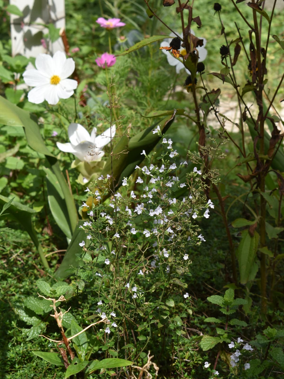 秋の花々に囲まれたカラミンサ202111010-2