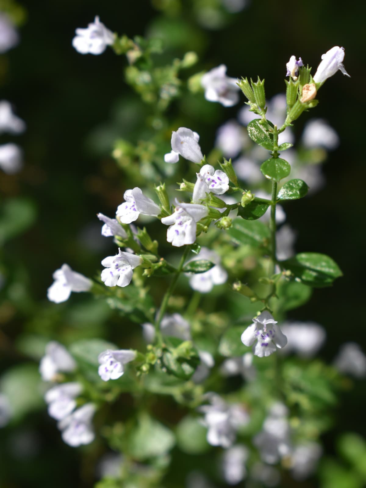 カラミンサの花の拡大202111018-1