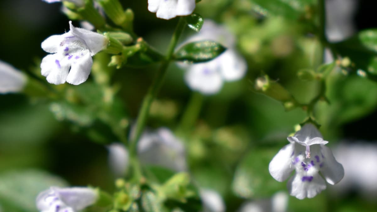 カラミンサ20211018（キャッチ画像）