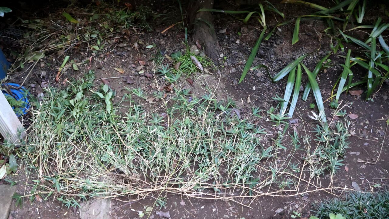 剪定した稚笹の束20251210-1