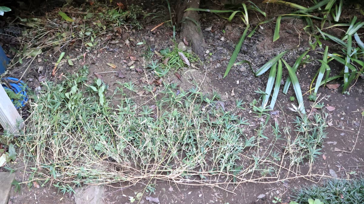 撤去した稚笹20251210（キャッチ画像）