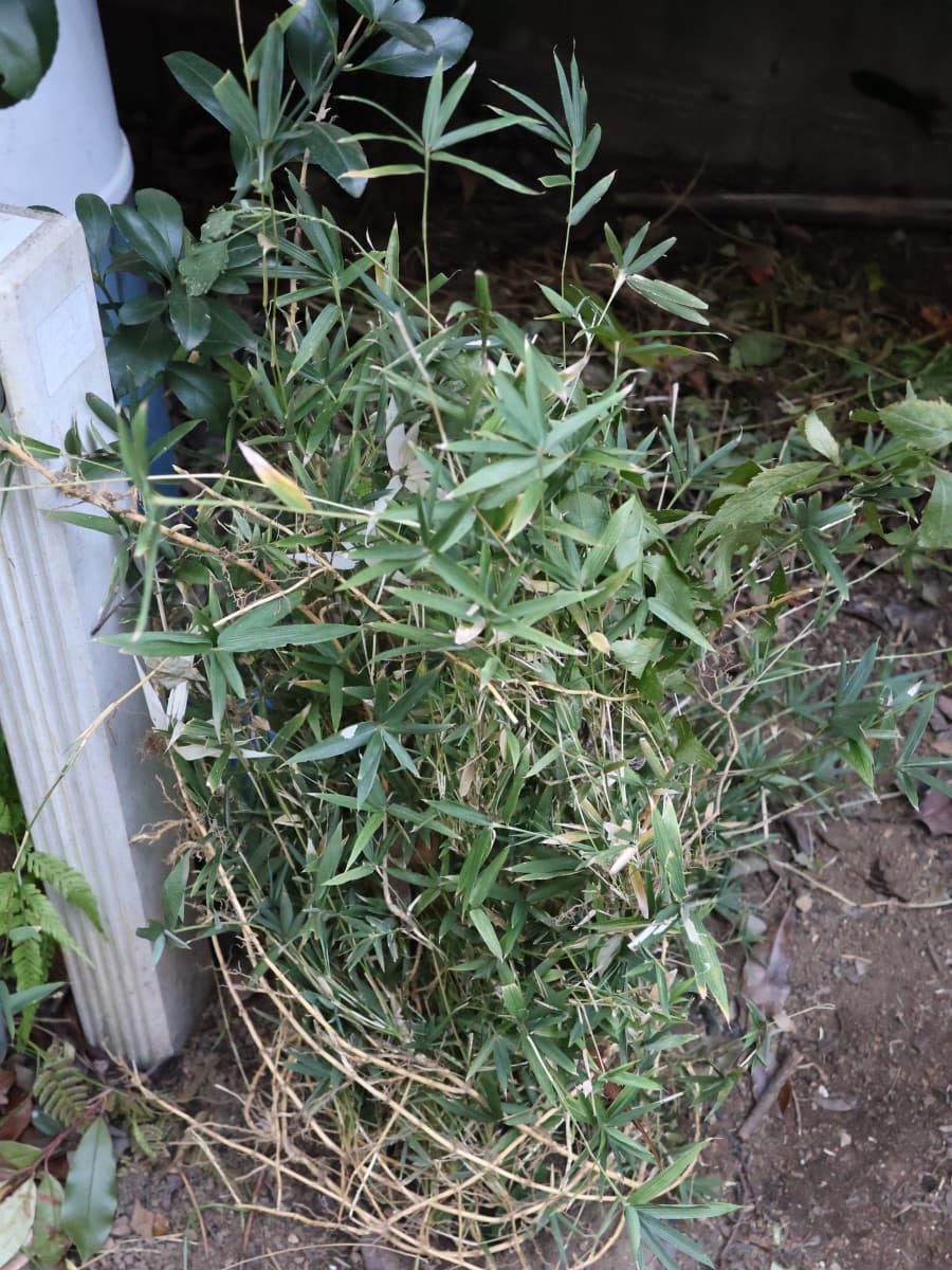 剪定した稚笹の束を立てる20251210-3