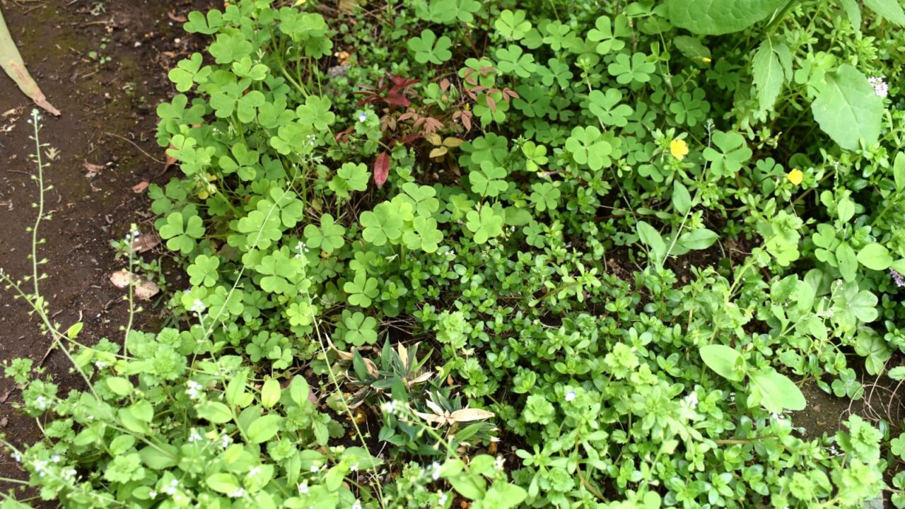 南天と稚笹を庭植20210416