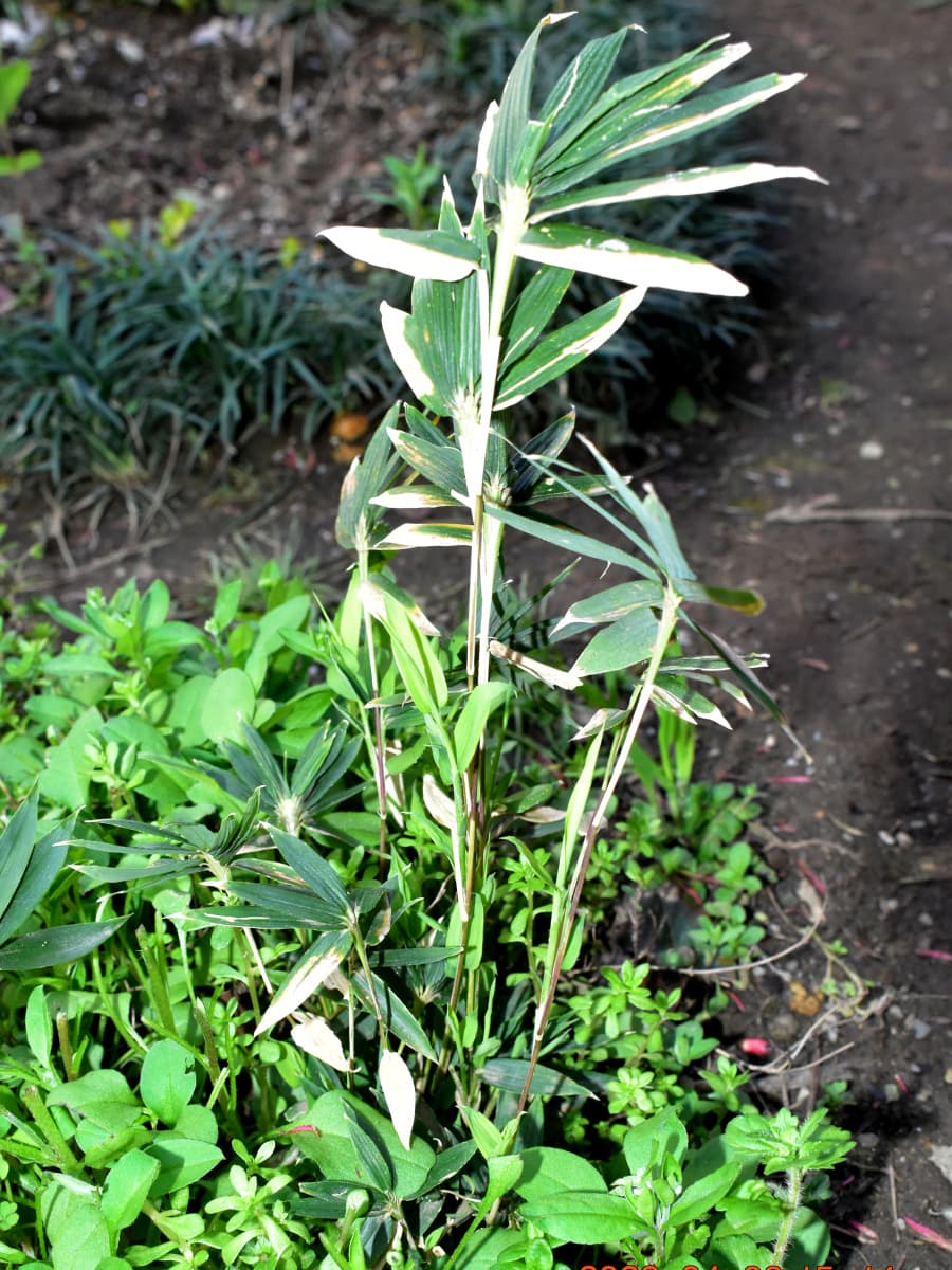 30㎝ほどに伸びた稚笹20220406