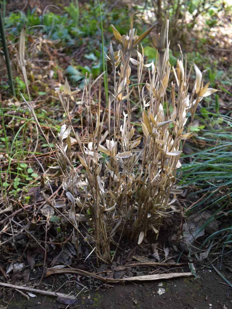 枯れた稚笹20230307