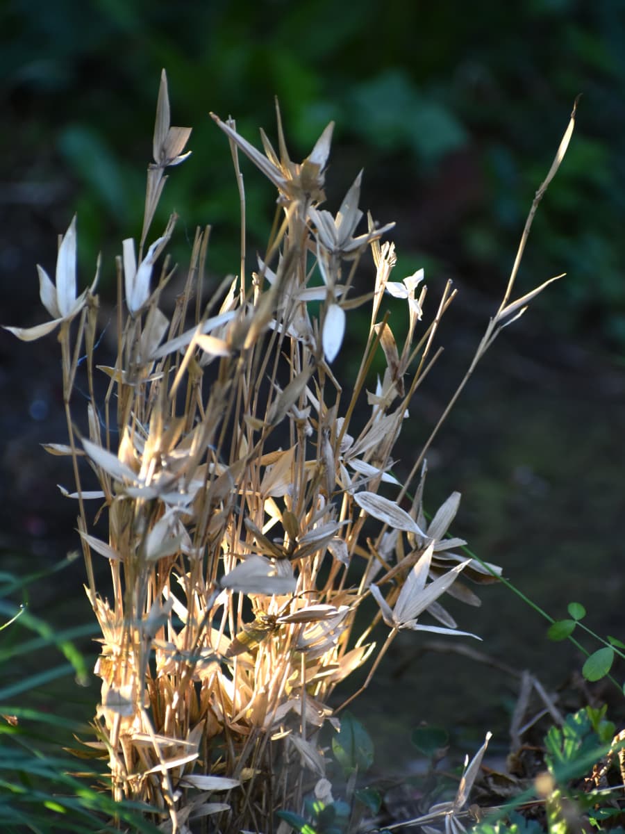 枯れた稚笹も美しい20230316