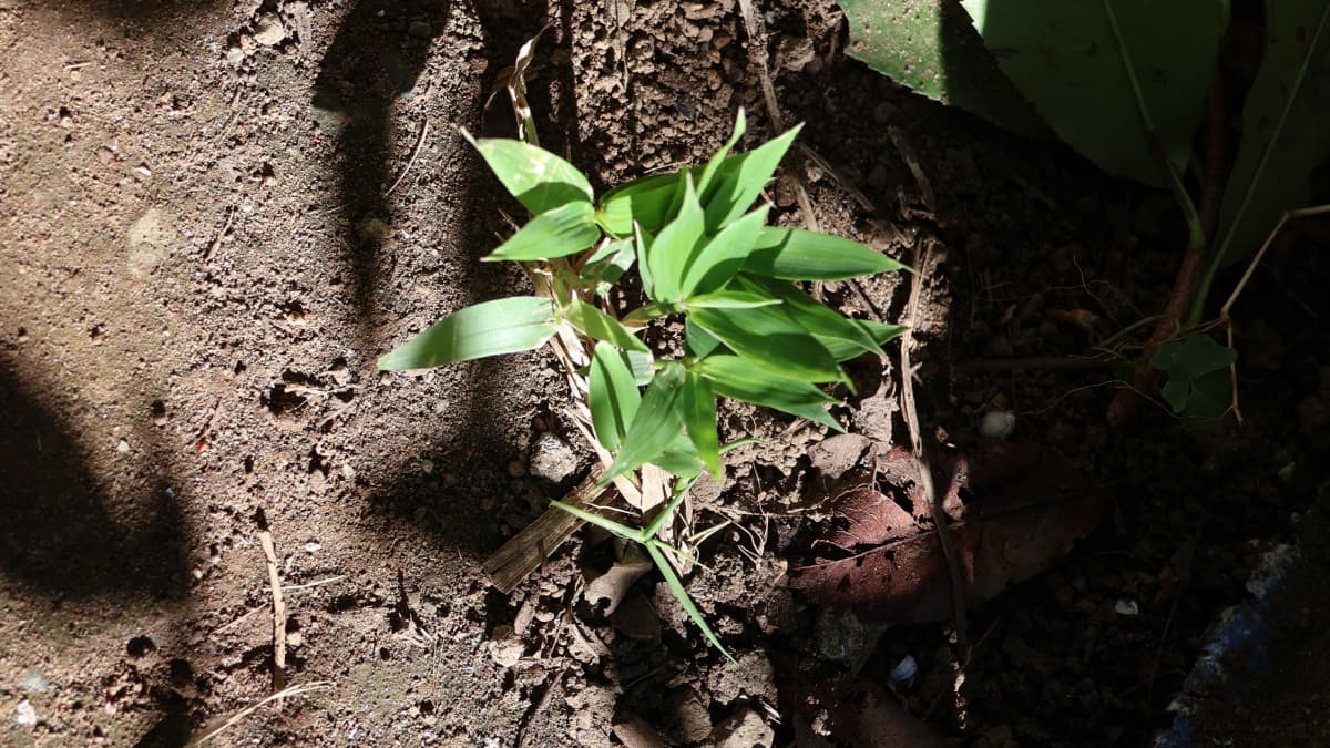 通路に萌え出た稚笹の若葉20230919