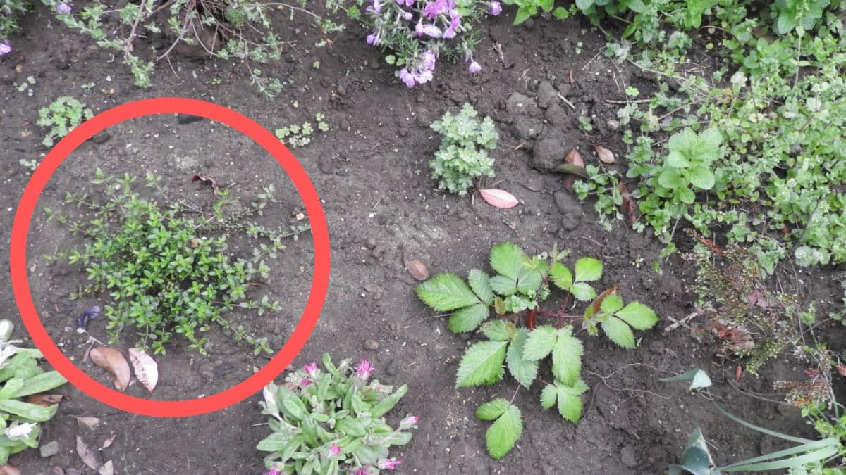 タイム初植え20180406（キャッチ画像）