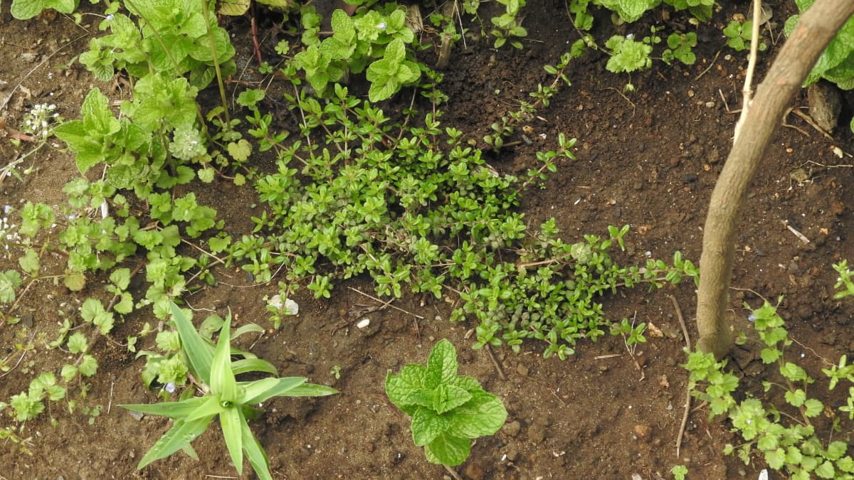タイム初植え20180406-1
