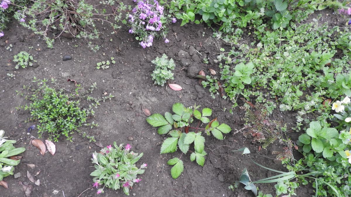 タイム初植え20180406-2