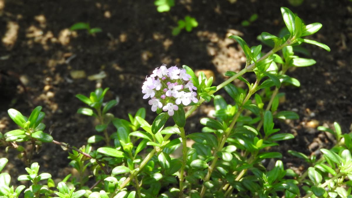 タイムの花20180421