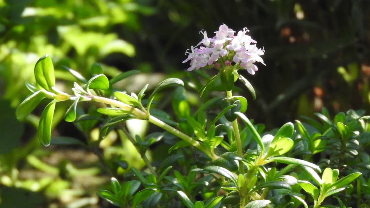 タイムの花20180422