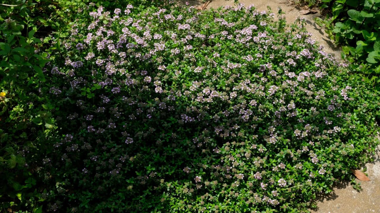 タイム花咲き始め20190419（全景）