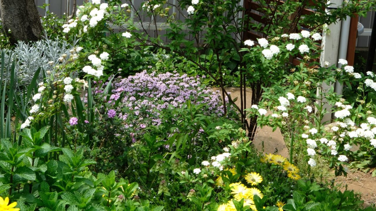庭の奥にタイム花畑20190422
