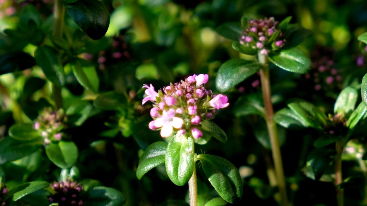 タイム蕾の開花し始めクローズアップ201904