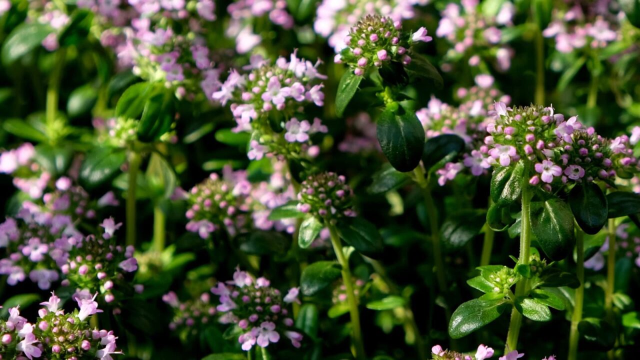 タイム開花し始めた群花201904