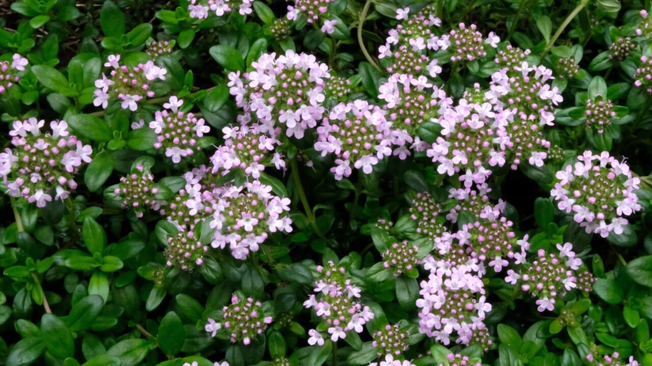 タイム開花し始めー河童の群れのよう201904