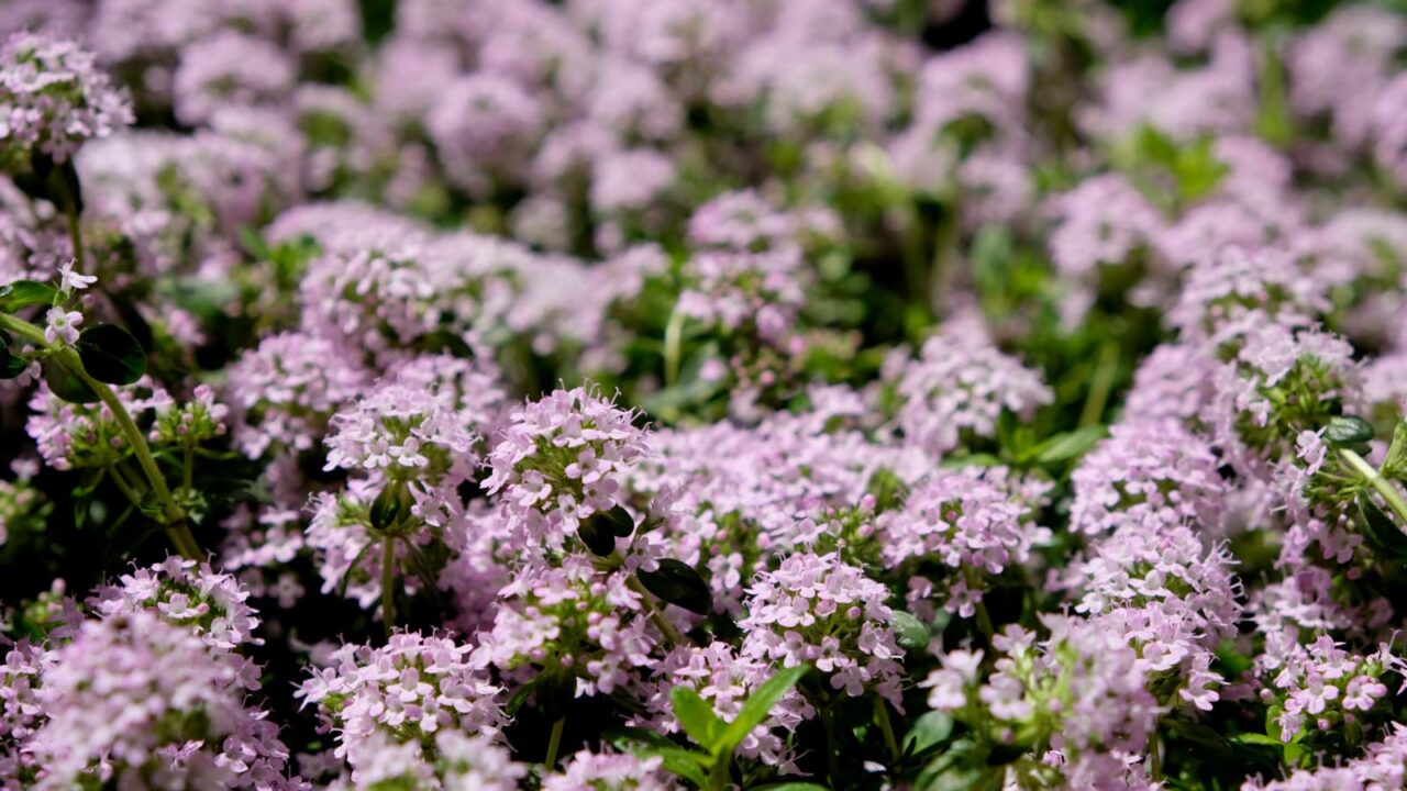 タイム：ピンクの森201904-1