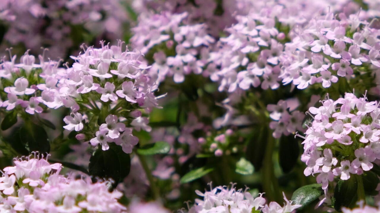 タイム：ピンクの森201904-10