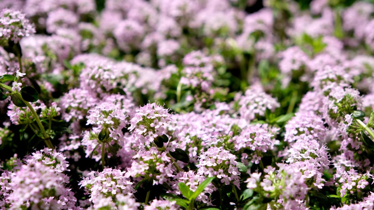 タイム：ピンクの森201904（キャッチ画像）