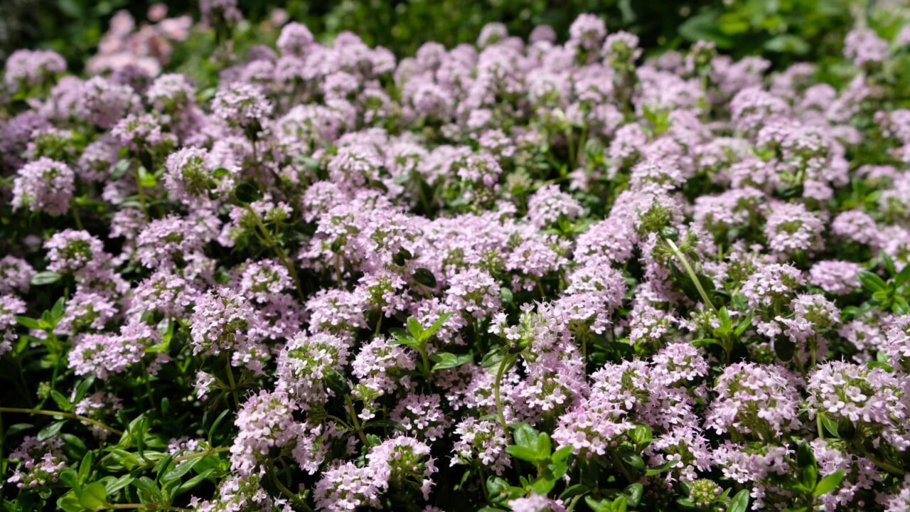 タイム：ピンクの森201904-2