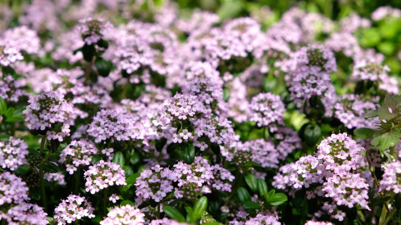 タイム：ピンクの森201904-3