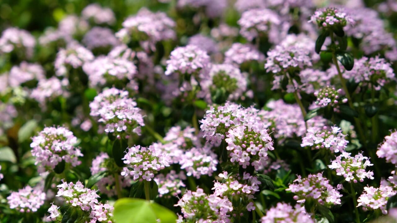 タイム：ピンクの森201904-4