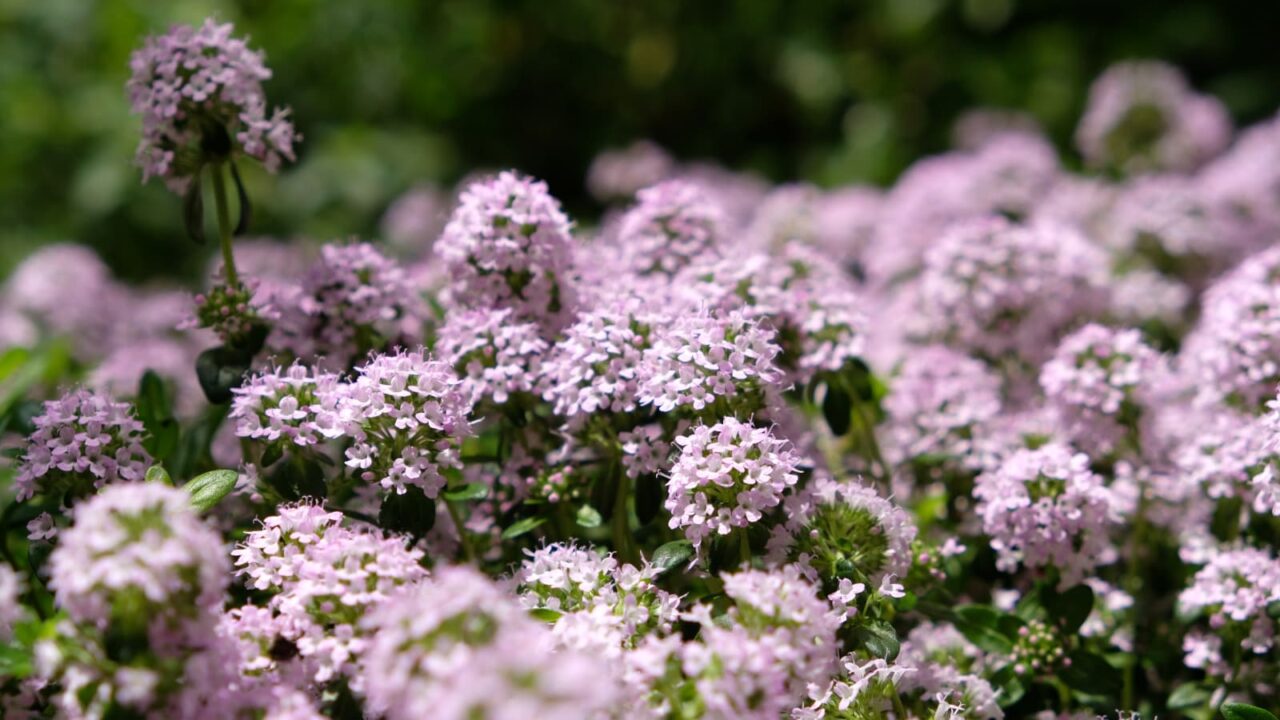 タイム：ピンクの森201904-5