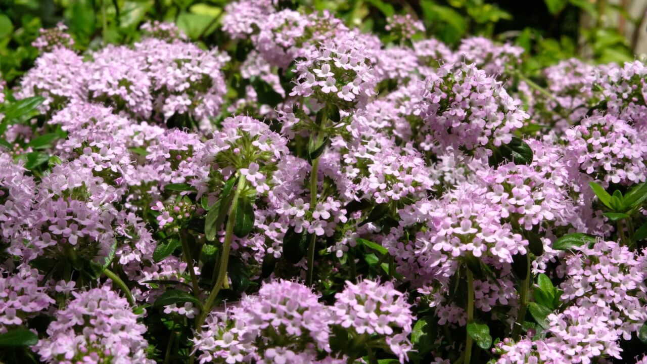 タイム：ピンクの森201904-6