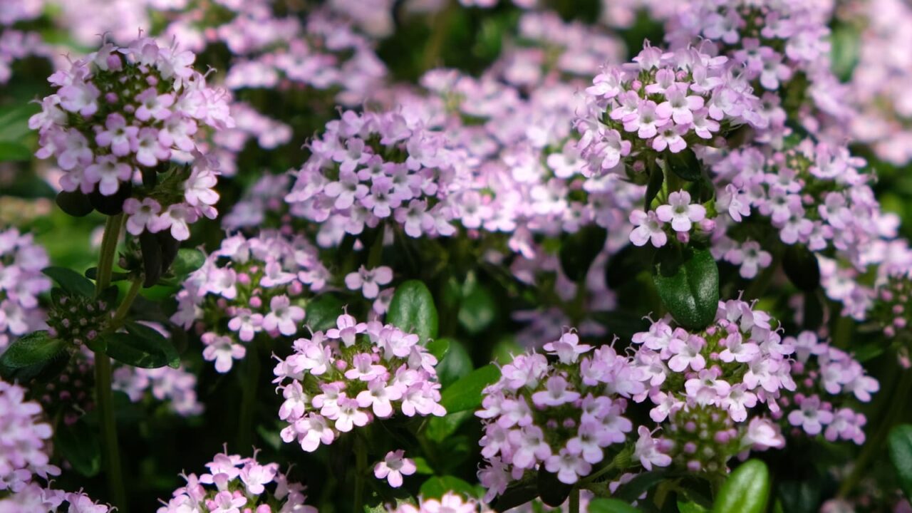 タイム：ピンクの森201904-7