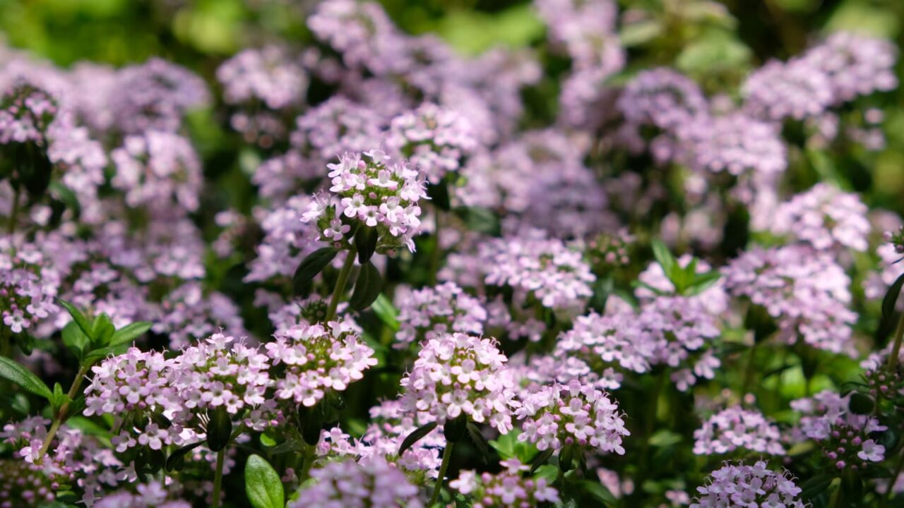 タイム：ピンクの森201904-8