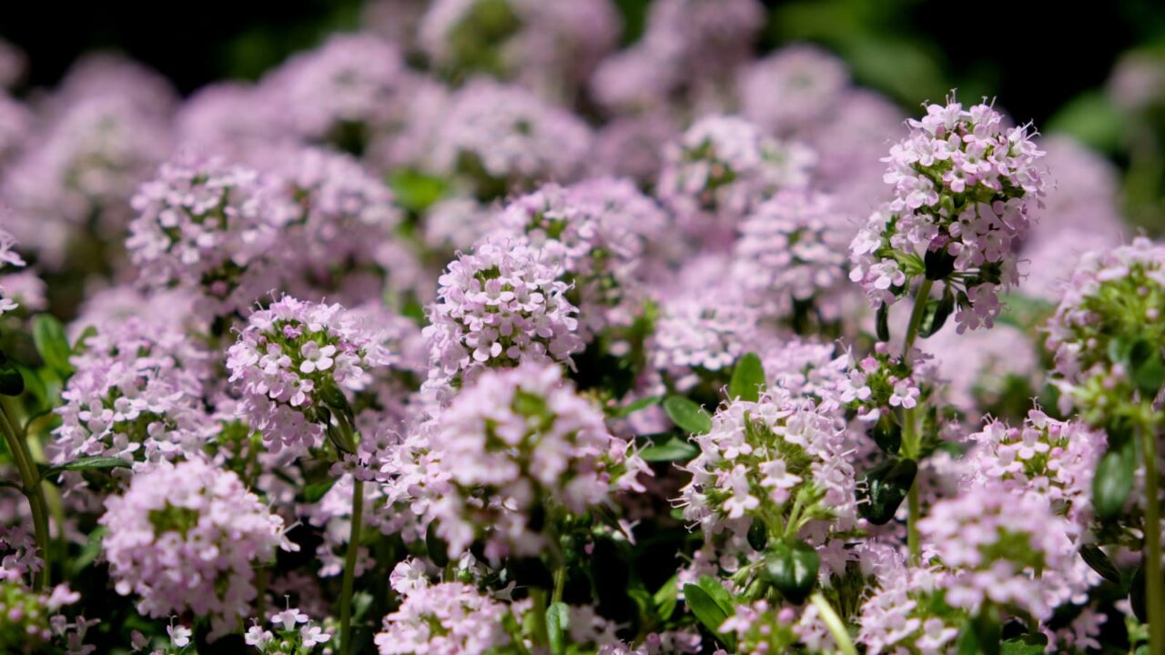 タイム：ピンクの森201904-9