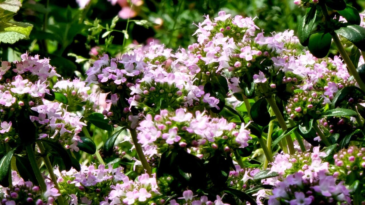 光に輝くタイムの花々201904-1