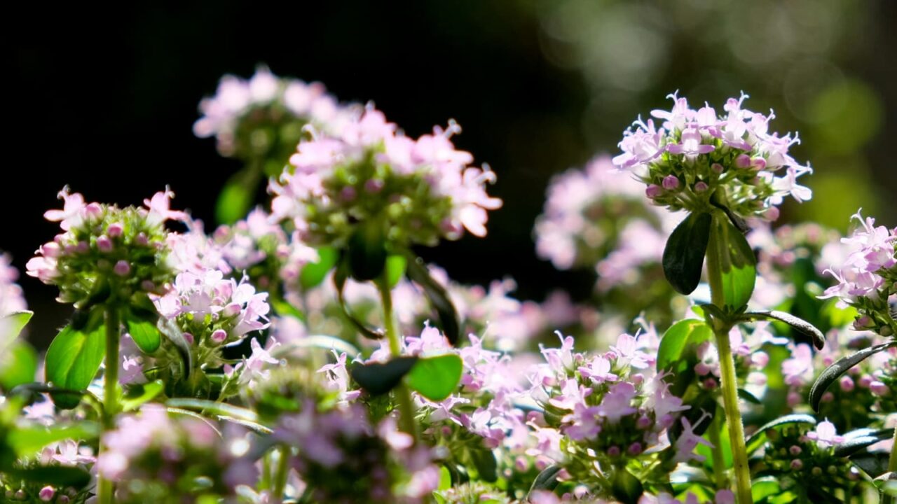 光に輝くタイムの花々201904-2
