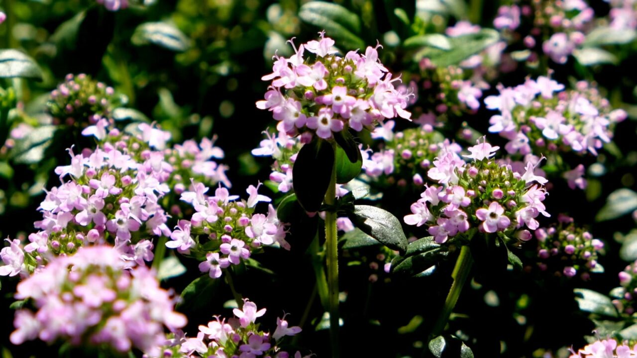 光に輝くタイムの花々201904-3