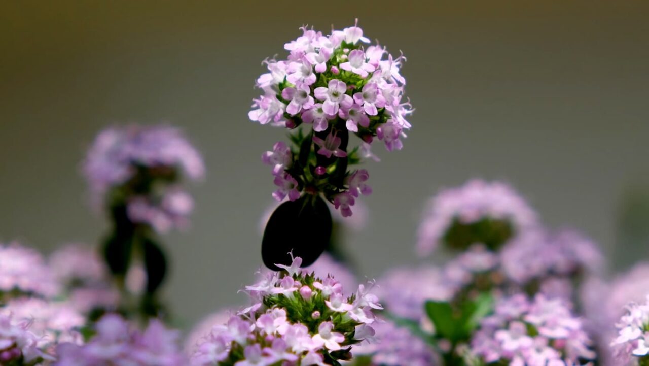 タイムの花ピックアップ201904-1