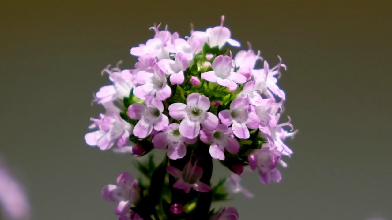 タイムの花ピックアップ201904-2