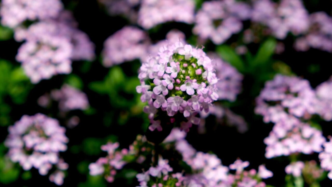 タイムの花ピックアップ201904-3